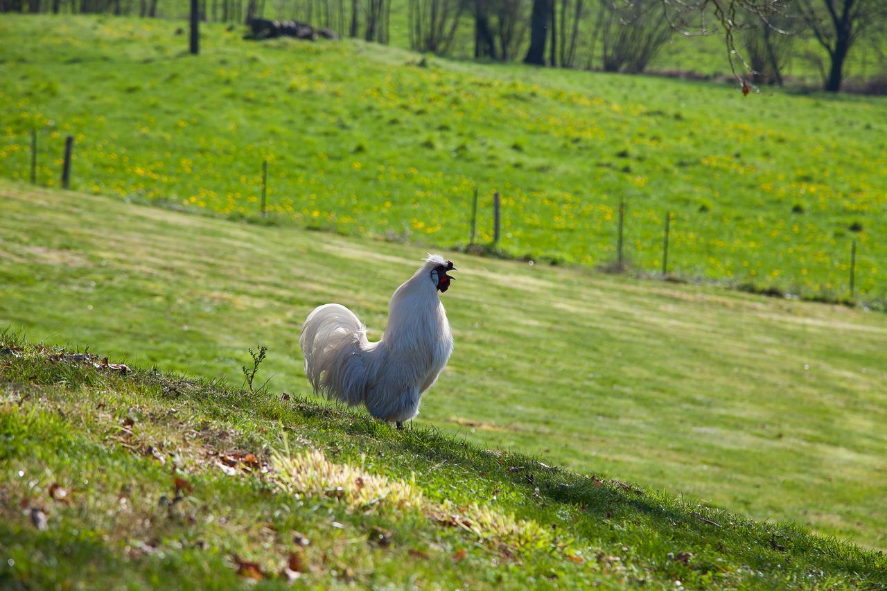 Le Mas Des Roches Proche Puy Du Fou Bed & Breakfast Saint-Paul-en-Pareds Bagian luar foto