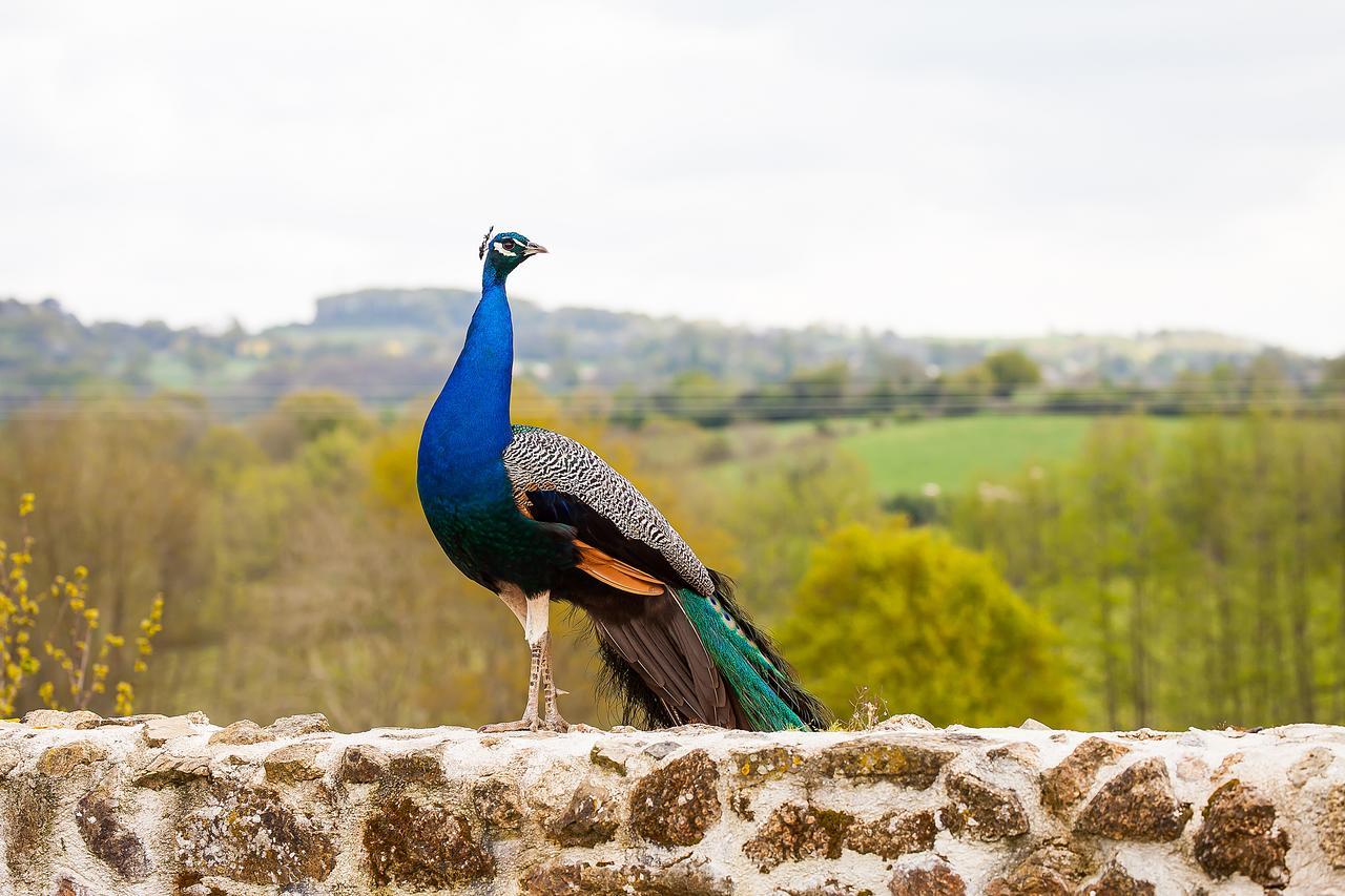 Le Mas Des Roches Proche Puy Du Fou Bed & Breakfast Saint-Paul-en-Pareds Bagian luar foto